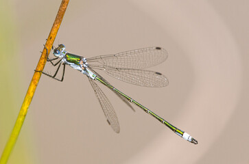 Scarce Emerald Damselfly Holding onto Reed