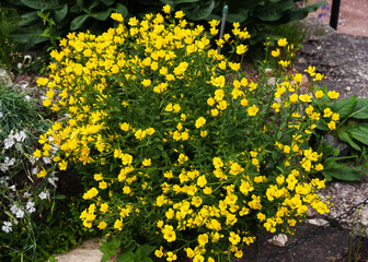 bushes with yellow flowers Enothera shrubby