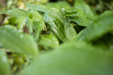 Droplets on green leaves after rain storm