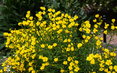 bushes with yellow flowers Enothera shrubby