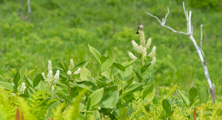 初夏の高原　　花にとまる野鳥