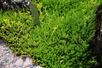 green stonecrop six-row in the summer garden