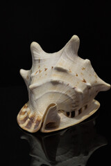 big shell conch on black background