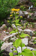 yellow beautiful telecomia flower in the summer garden