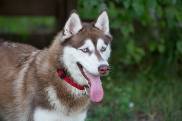 Cute siberian husky puppy is standing on a green grass in the summer park. Pet animals.