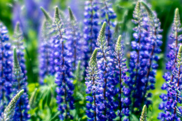 Blurred background. Blue Lupin flowers in close-up against a green meadow