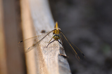 Beautiful dragonfly close-up. Insects, nature, animals