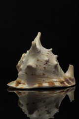big shell conch on black background