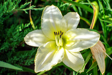 White daylily flower in the garden close-up.
