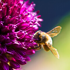 Kugellauch Allium sphaerocephalon mit einer Biene