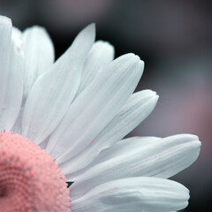 Closeup of a beautiful white marguerite isolated on blur gray background.