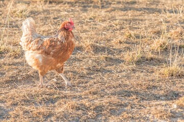Brown chicken live outdoors at bio poultry farm grass meadow. Rural agriculture scene with free happy hen outdoor. Ecological animal farming and self sufficiency by sustainable fowl livestock