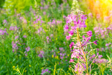flower of medicinal plant Ivan tea, Chamaenerion angustifolium, Epilobium angustifolium