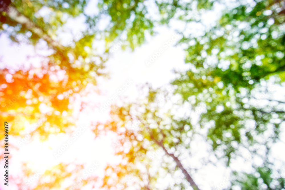 Canvas Prints blurred photo of the view from below the green trees in the deep with sunlight shine through tree ca