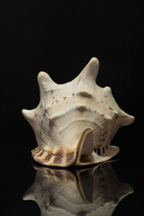 big shell conch on black background