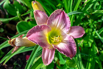 Fototapeta premium Pink daylily flower in the garden close-up.