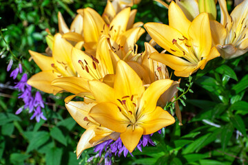 Obraz premium lilies in the garden close up