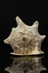 big shell conch on black background