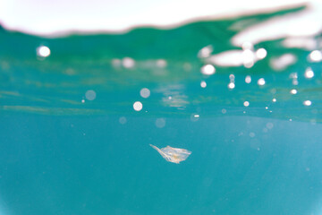 Plastic pollution floating in the sea underwater. Small micro plastics floating underwater in the ocean and polluting its marine life