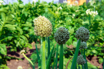 Growing onions during ripening in the form of green feathers in the garden. organic farm