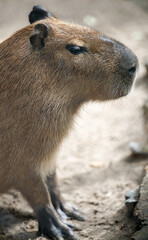 Close up portrait of a cute capybara (Hydrochoerus hydrochaeris)