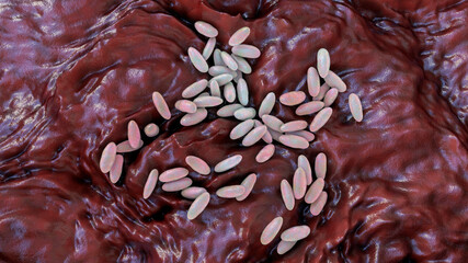 Plague bacteria Yersinia pestis