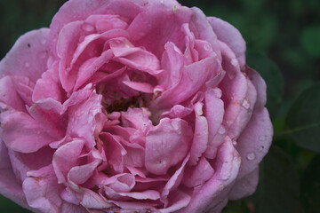 Rose. Floral background. Rose after rain. Pink rose.