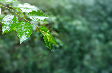 Twig with green leaves isolated on blur background.