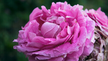 Pink rose. Floral background. Rose after rain. Rose.