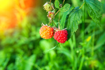 Growing organic berries close-up. Ripe raspberries in the orchard