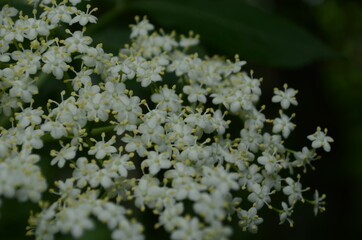 Branch of blossoming elder Sambucus flowers against sky. Nature background. Elderberry bush
