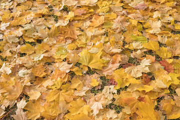 Colorful backround image of fallen autumn leaves perfect for seasonal use. autumn orange leaves.Golden season, sunny weather