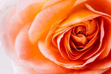 a fine pink rose on a white background