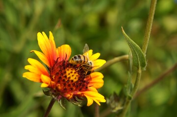 Abeille qui butine une fleur.
