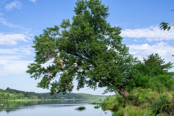 Fototapeta na wymiar tree leaned over the river