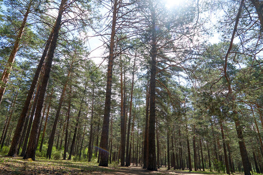 pine, pine forest, lat. Pínus, pine forest, branch, tree, against the sky, beautiful picture, conifers, Pine family, landscape