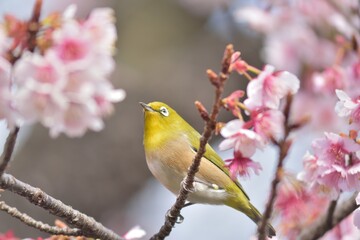 寒桜とメジロ