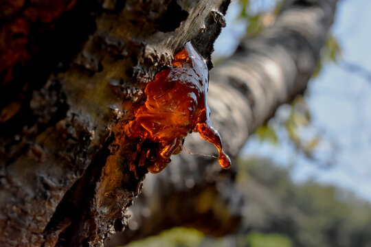 Primer plano de una gota de resina brillante en el tronco de un cerezo afectado por la enfermedad fúngica de la gomosis. Captura lateral.