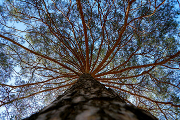 pine, pine forest, lat. Pínus, trunk,