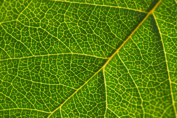 Leaf of a fruit shrub close-up. Mosaic pattern of a net of yellow veins and green plant cells. Bright background or wallpaper on a floral theme. Macro