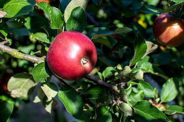 red apples on a branch