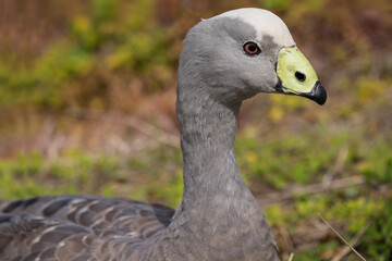 Head of the Cape Barren Goose or Cereopsis novaehollandiae from Phillip Island in Australia