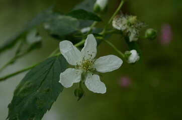 Blackberry blossoms and buds blooming. Blackberry flowers (Rubus sectio Rubus). Blackberry white flower blossom plant branch in summer
