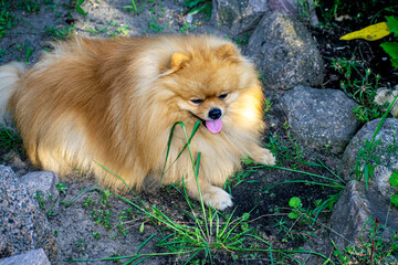 pomeranian puppy in the grass