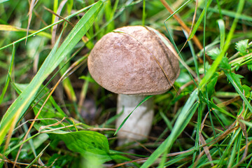 mushroom in the grass