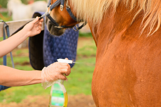 The Caucasian woman is holding the anti-insect repellent for pet in her hand and applying its to the horse coat.