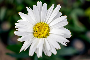 daisy flower closeup