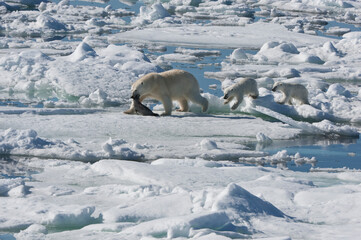 Female Polar bear (Ursus maritimus) dragging a ringed seal (Pusa hispida or phoca hispida) and accompanied by two cubs, Svalbard Archipelago, Barents Sea, Norway