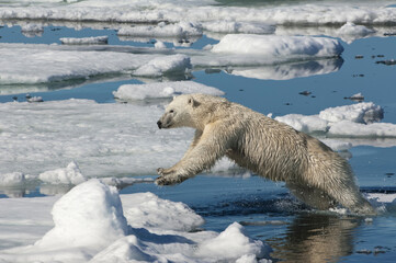 Female Polar bear (Ursus maritimus) jumping over ice floe, Svalbard Archipelago, Barents Sea, Norway © Gabrielle