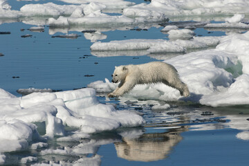 Obraz na płótnie Canvas Polar bear cub (Ursus maritimus) jumping, Svalbard Archipelago, Barents Sea, Norway